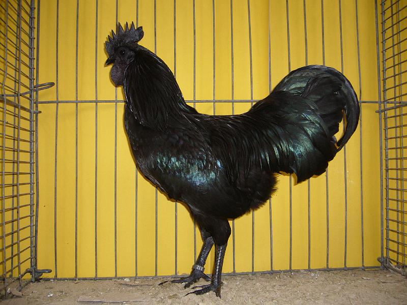 Hannover 2008 213.jpg - Cermani schwarz von ZGM Ludwig Hermann Preis sg 95 MB